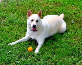 High angle view of white dog on grassy field