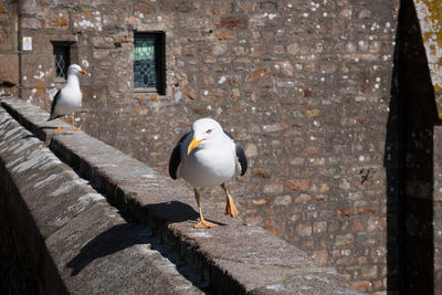 Seagull perching on wall