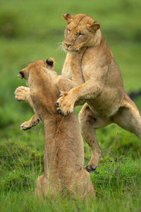 Lioness running on field
