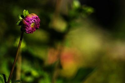 Close-up of pink flower blooming in park