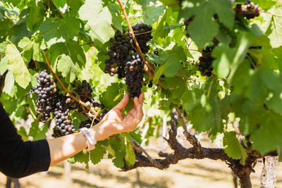 Cropped hand of woman holding plant