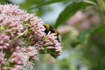 Close-up of bee pollinating on pink flower