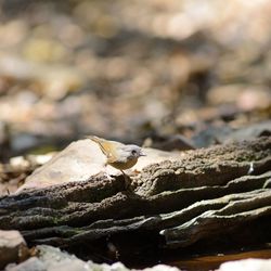Close-up of bird perching on rock