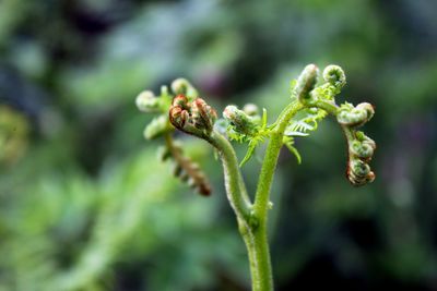 Close-up of insect on plant