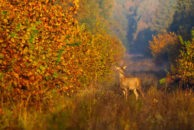View of deer on field during autumn