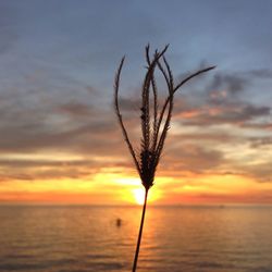 Scenic view of sunset over sea