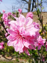 Close-up of pink cherry blossom