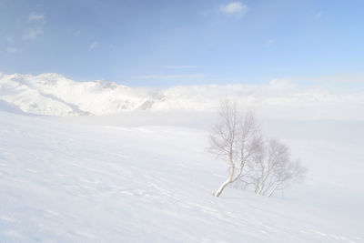 Snow covered bare tree against sky