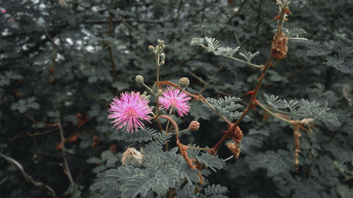 Close-up of pink flowering plant