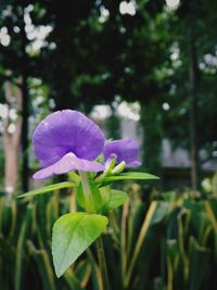 Close-up of purple flowers