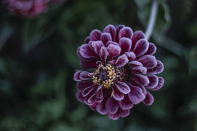 Close-up of frost zinnia outdoors