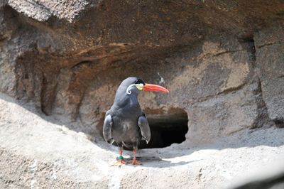 Close-up of inca tern perching on rock