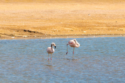 View of birds in water