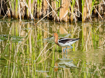 Bird perching on a lake