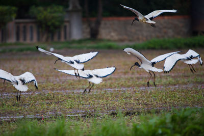 Seagulls on a field