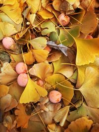 Autumn leaves on ground