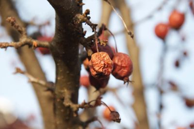 Close-up of berries on tree