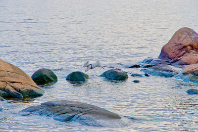 View of ducks swimming in sea