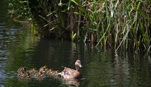 Ducks swimming in lake