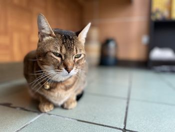 Close-up of a cat