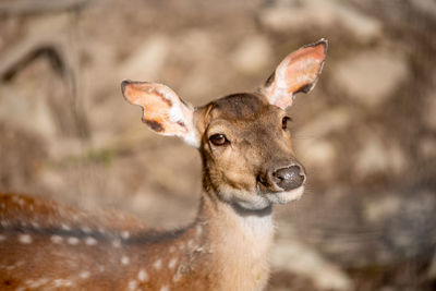 Close-up of deer