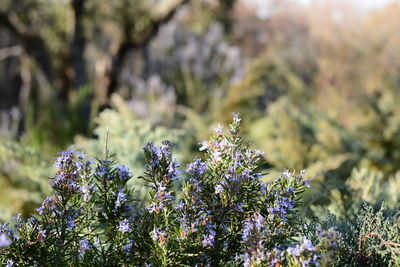 Close-up of purple flowers blooming outdoors