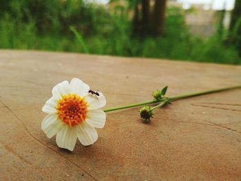 Close-up of insect on white flower