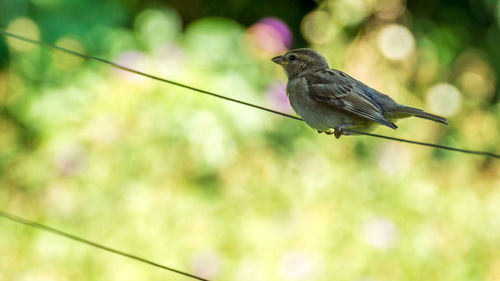 Close-up of a bird