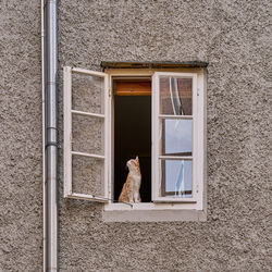 Cat in the open window of the house