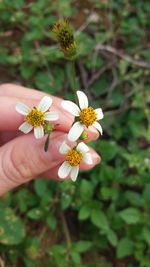 Close-up of hand holding flowers