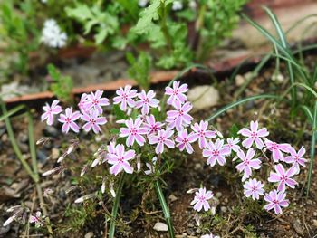 Close-up of flowers blooming outdoors