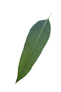 Close-up of leaf against white background