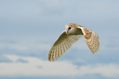 Low angle view of owl flying in sky