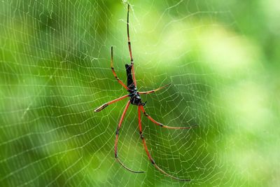 Close-up of spider on web