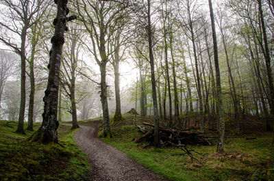 Road amidst trees in forest