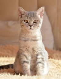 Portrait of cat sitting on floor. british cat. animals is home.