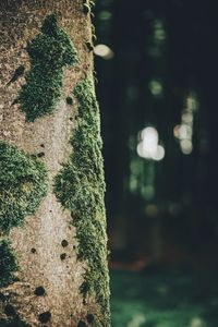 Close-up of tree trunk