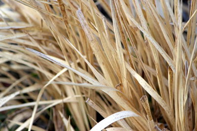 Close-up of stalks in field