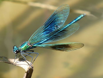 Close-up of dragonfly on leaf