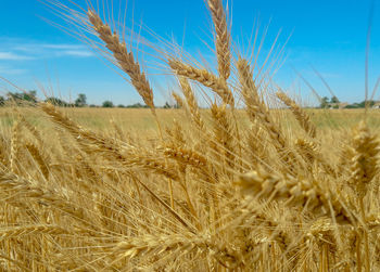 agriculture