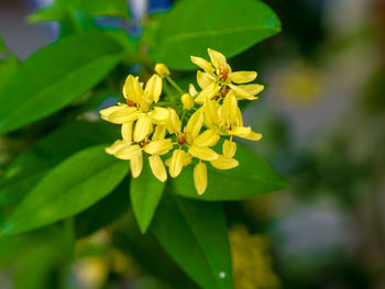 Close-up of yellow flowering plant