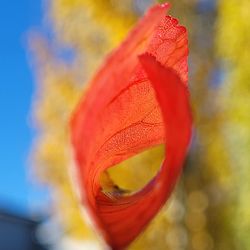 Close-up of orange maple leaves on plant