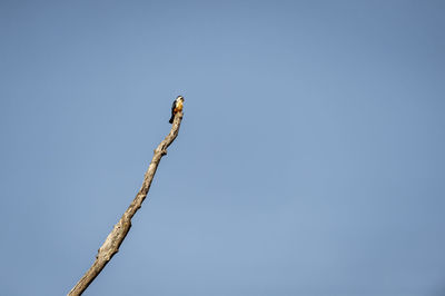 Low angle view of bird perching on tree against clear sky