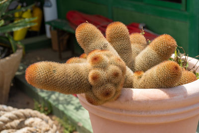 Close-up of a cactus 