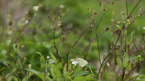 Close-up of white flowering plants