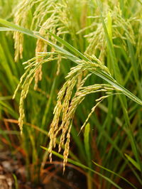 Close-up of crops growing on field