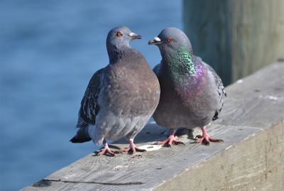 Pigeons perching on wood