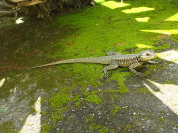 High angle view of lizard in water