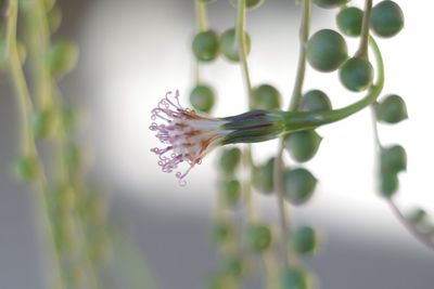 Close-up of insect on plant