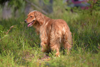 View of a dog on field